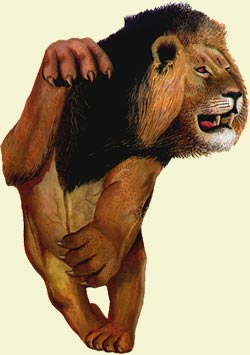 Dougie Batterson’s African Lion King